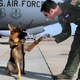Image for article titled 26 Awesome Photos of War Dogs Showing How Badass and Cute They Can Be